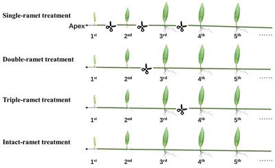 Effects of clonal fragmentation on Pyrrosia nuda depend on growth stages in a rubber plantation